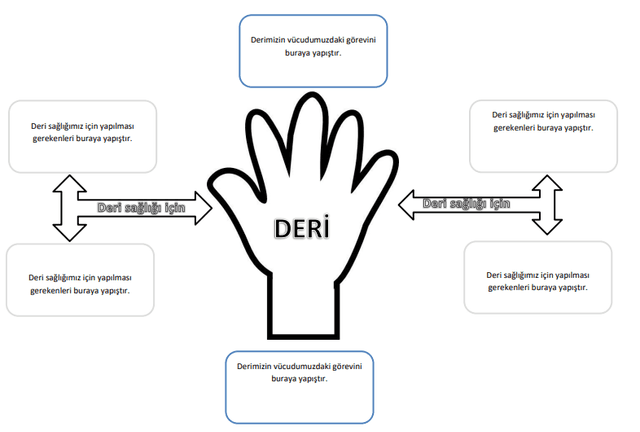 3. Sınıf Fen Bilimleri Duyu Organları Kavram Haritası