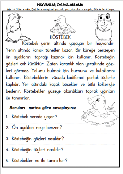 1. Sınıf Türkçe Köstebek Okuduğunu Anlama Sayfası